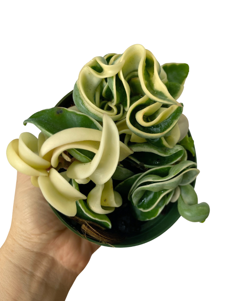Hoya Carnosa Compacta Variegated