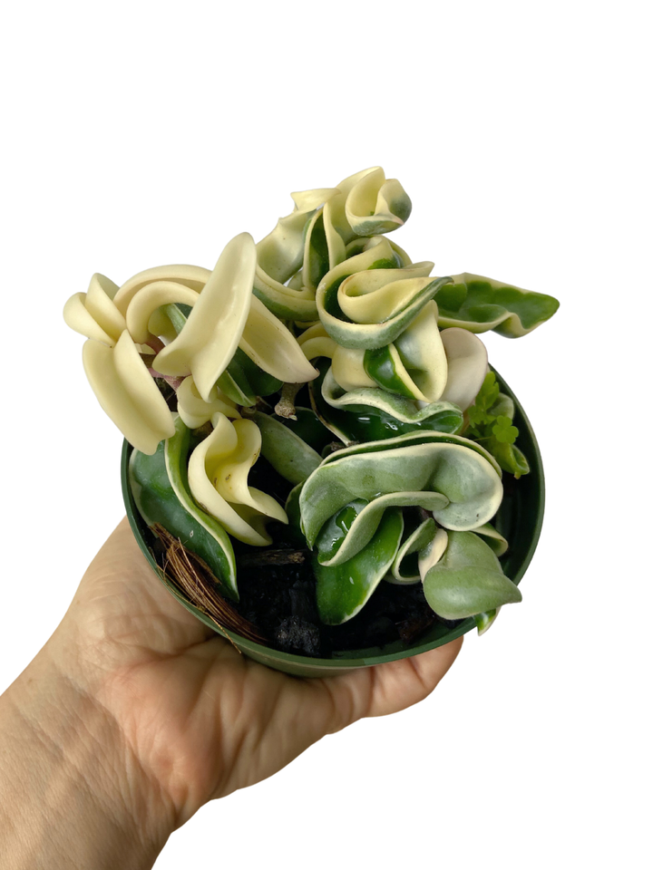 Hoya Carnosa Compacta Variegated