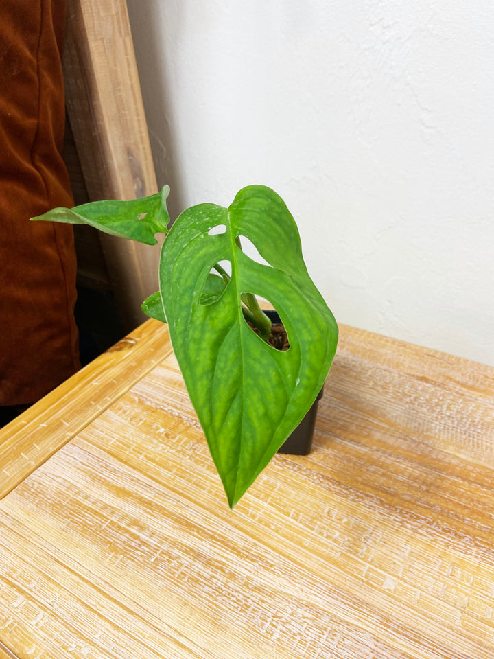 Monstera Esqueleto