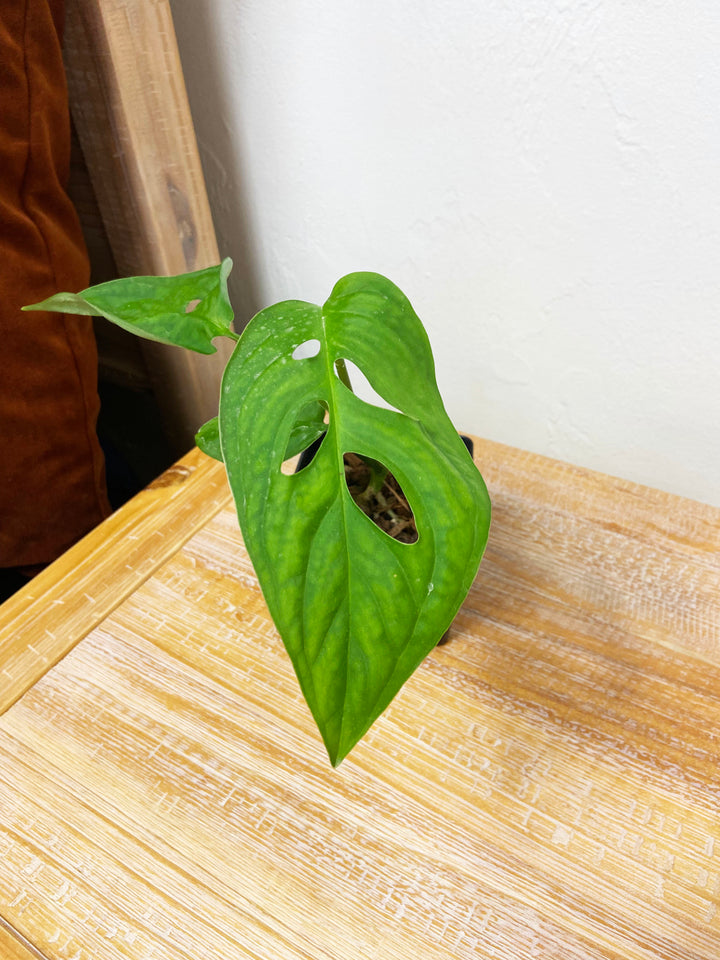Monstera Esqueleto