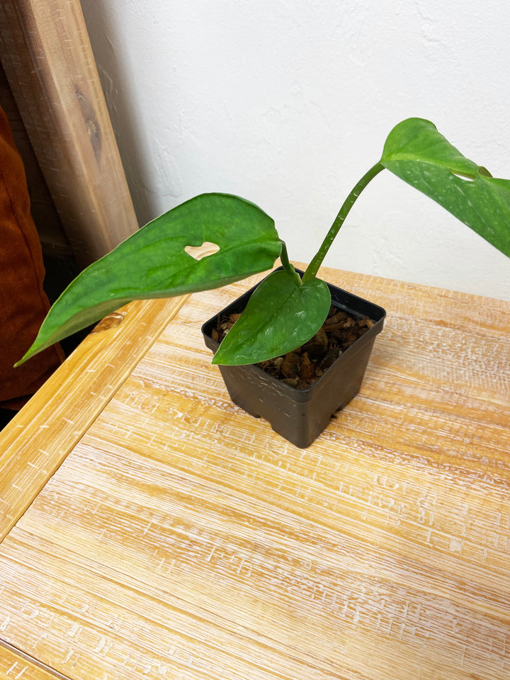 Monstera Esqueleto