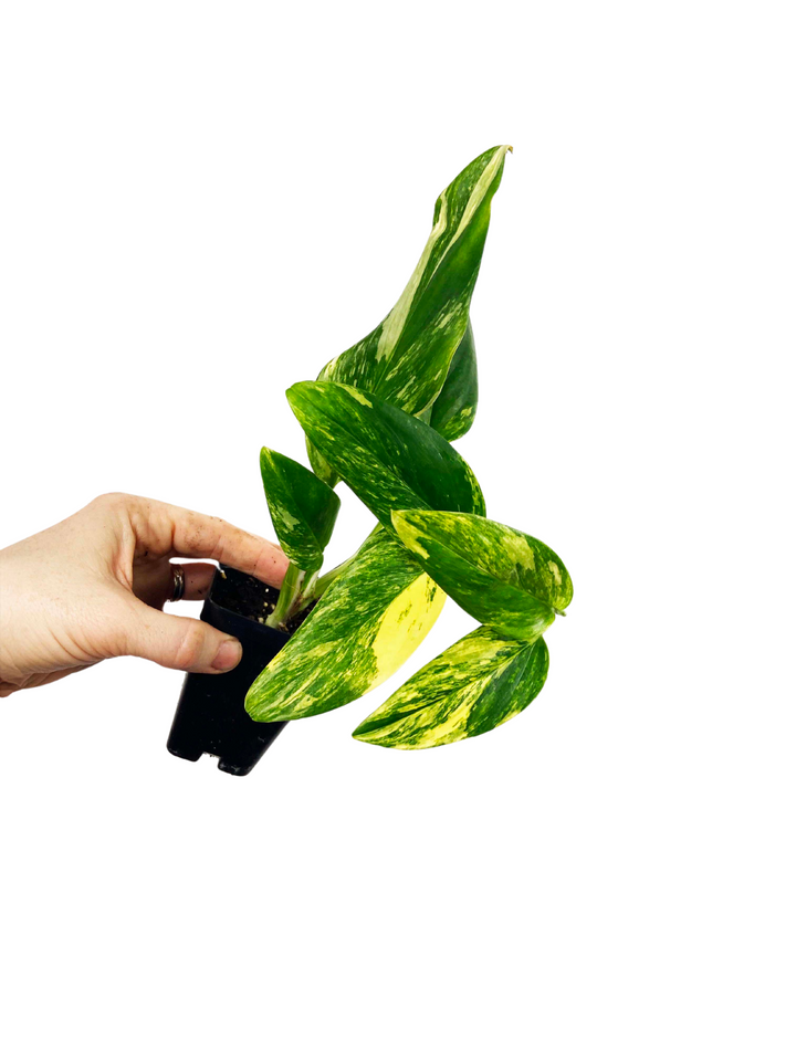 Monstera Standleyana Aurea