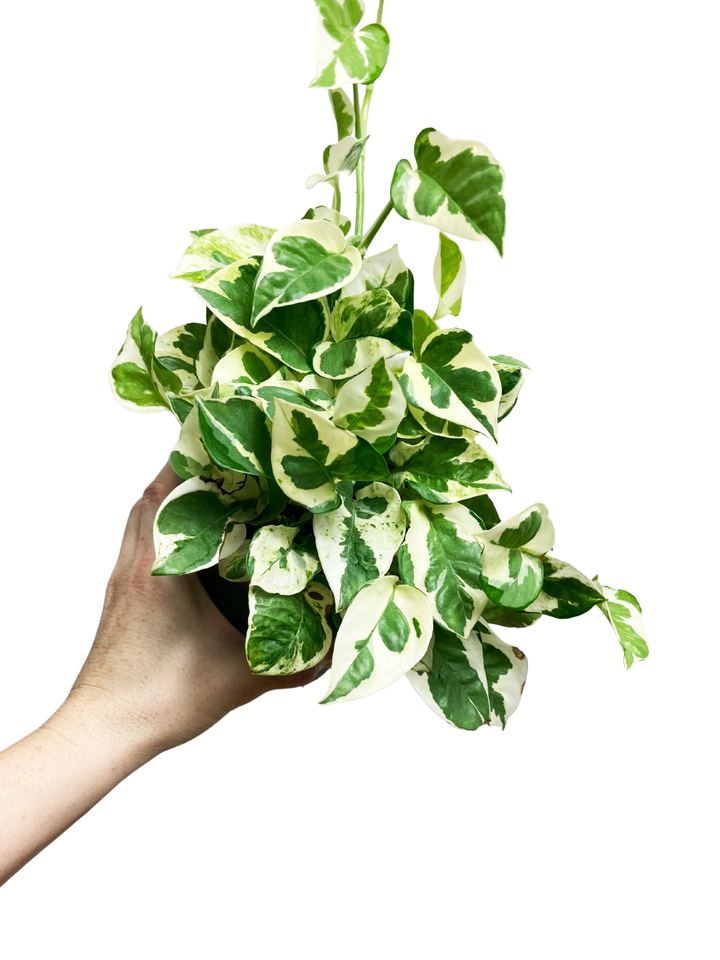 Pothos N' Joy