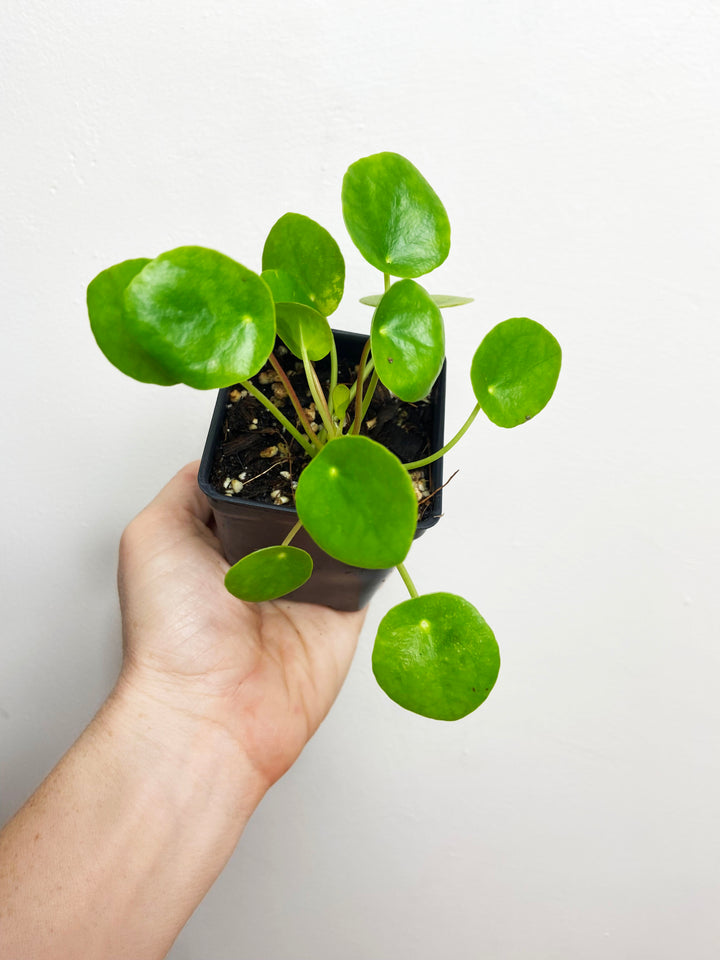 Pilea Peperomioides