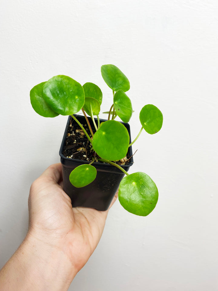 Pilea Peperomioides