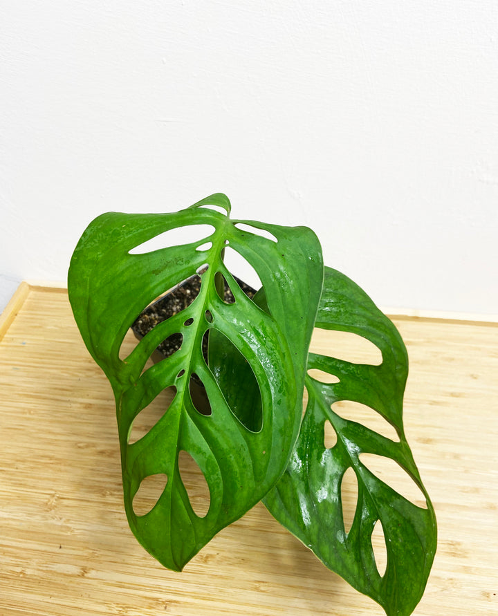 Monstera Esqueleto
