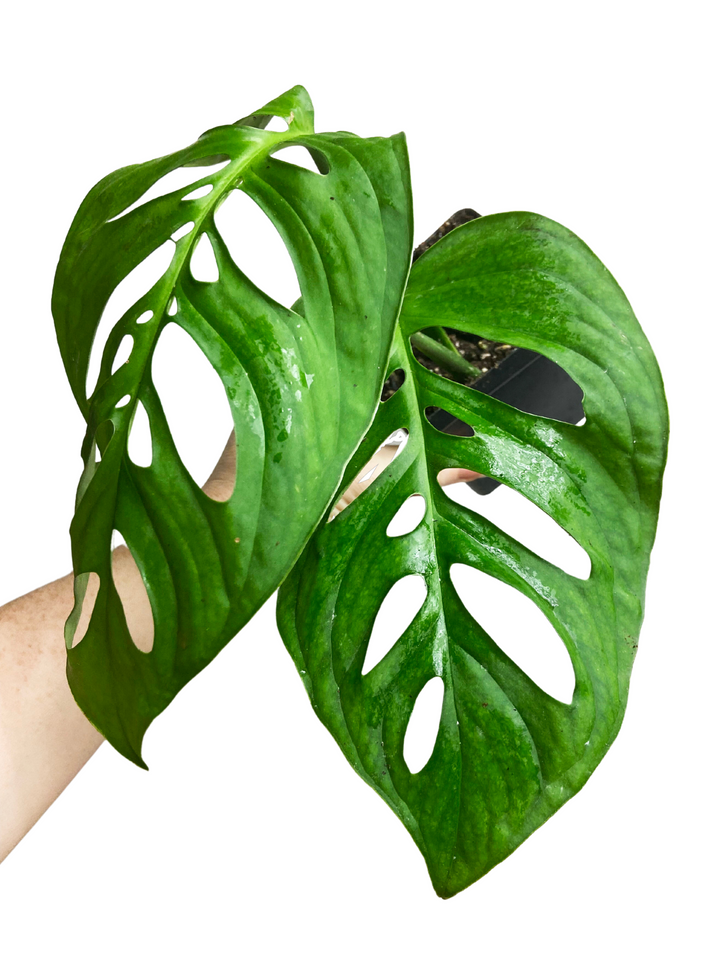 Monstera Esqueleto