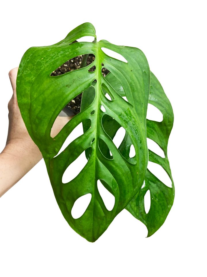Monstera Esqueleto
