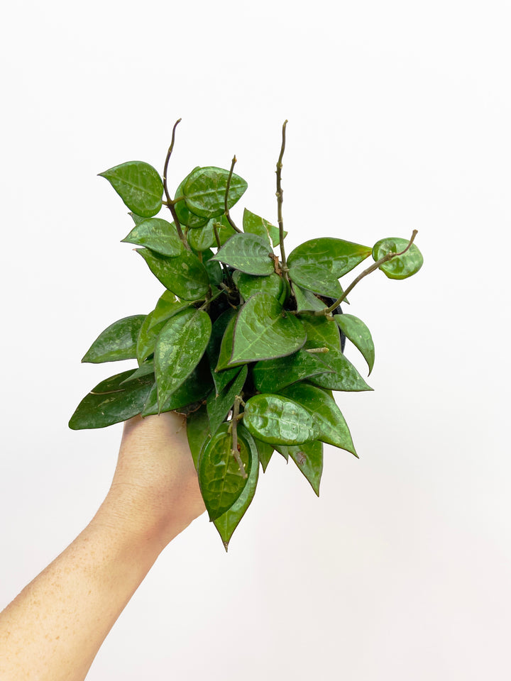 Hoya Parasitica Black Margins