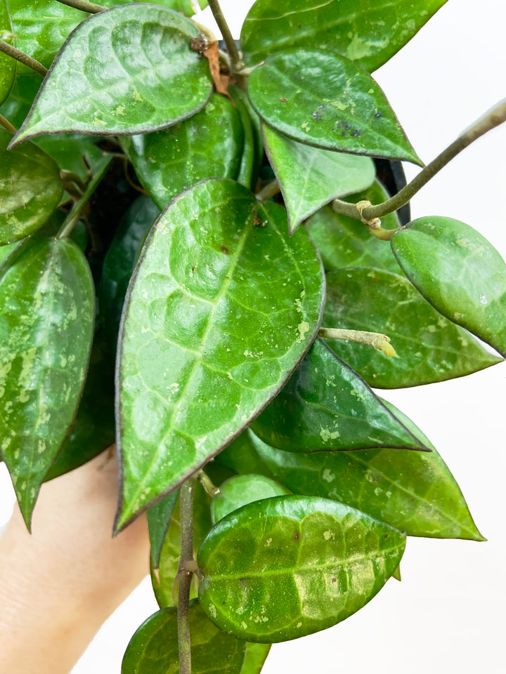 Hoya Parasitica Black Margins