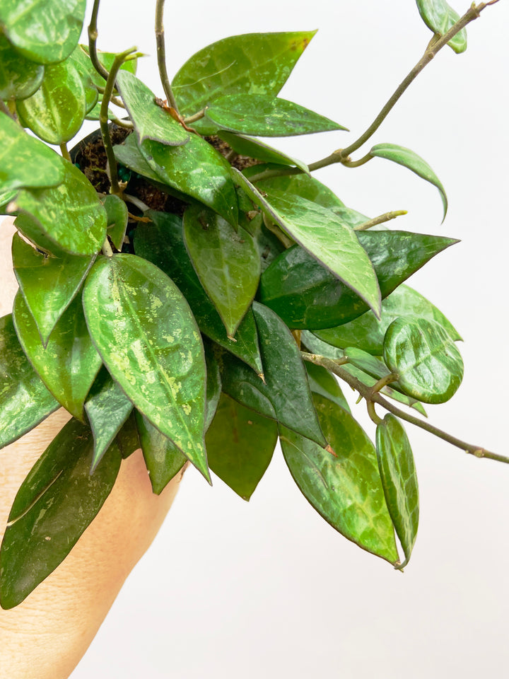 Hoya Parasitica Black Margins