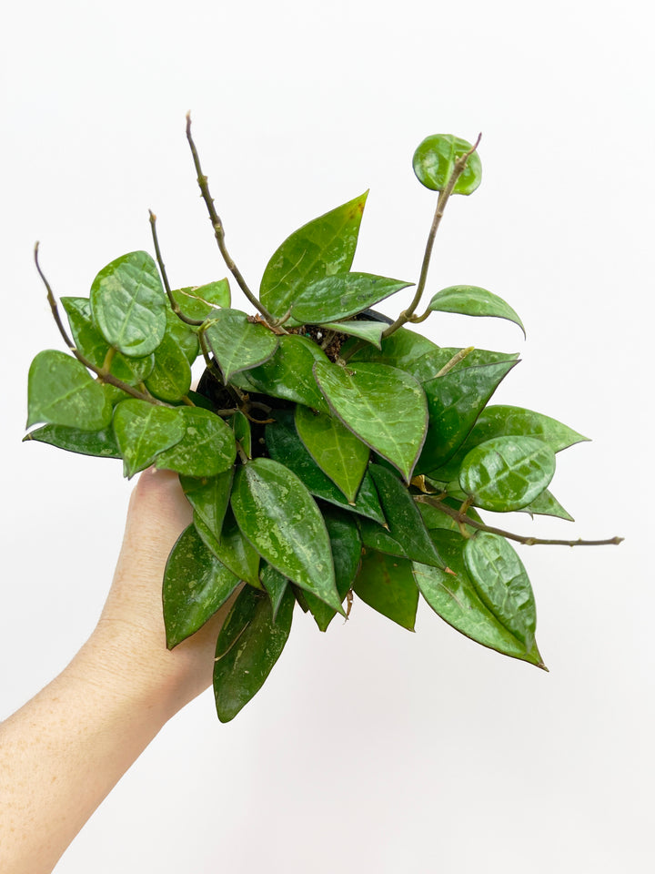 Hoya Parasitica Black Margins