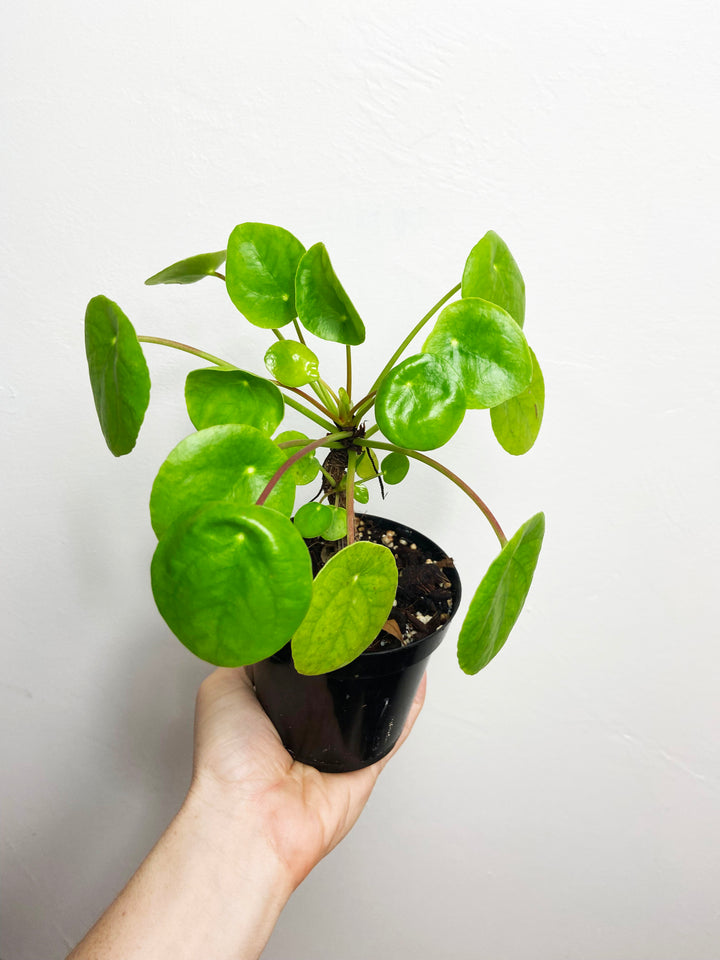 Pilea Peperomioides