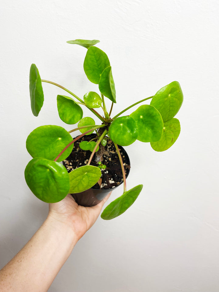 Pilea Peperomioides