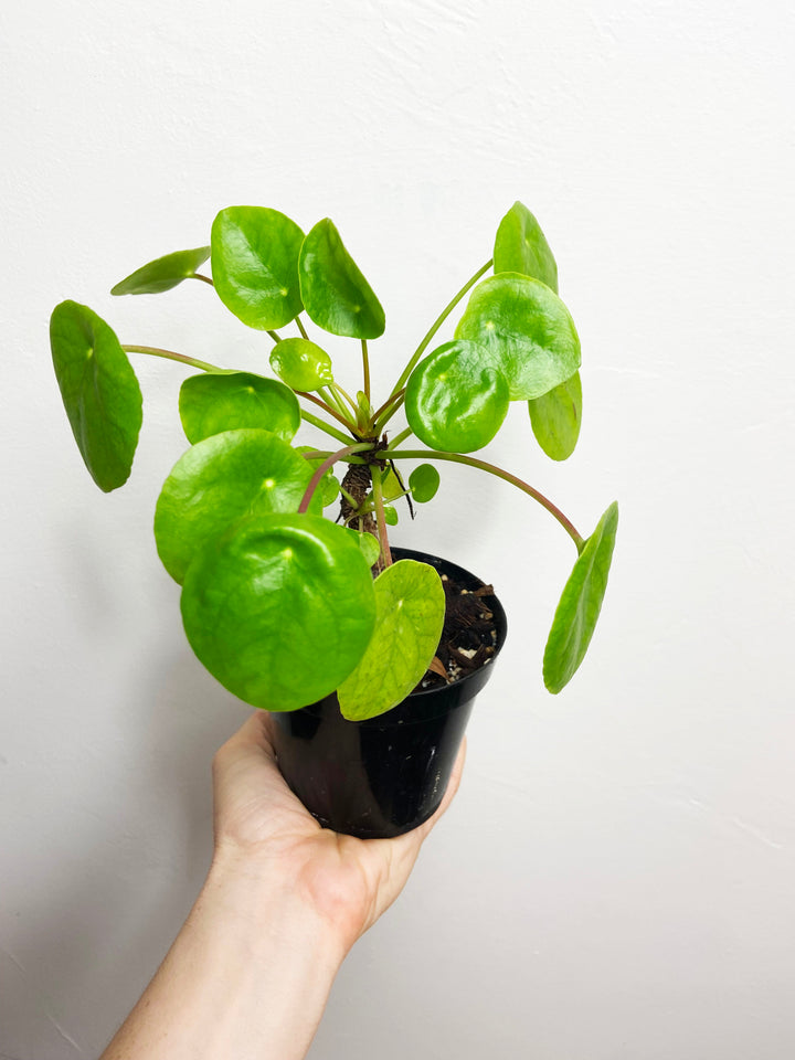 Pilea Peperomioides