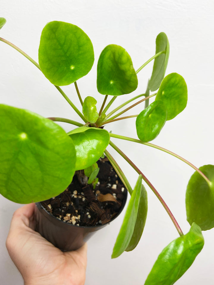Pilea Peperomioides