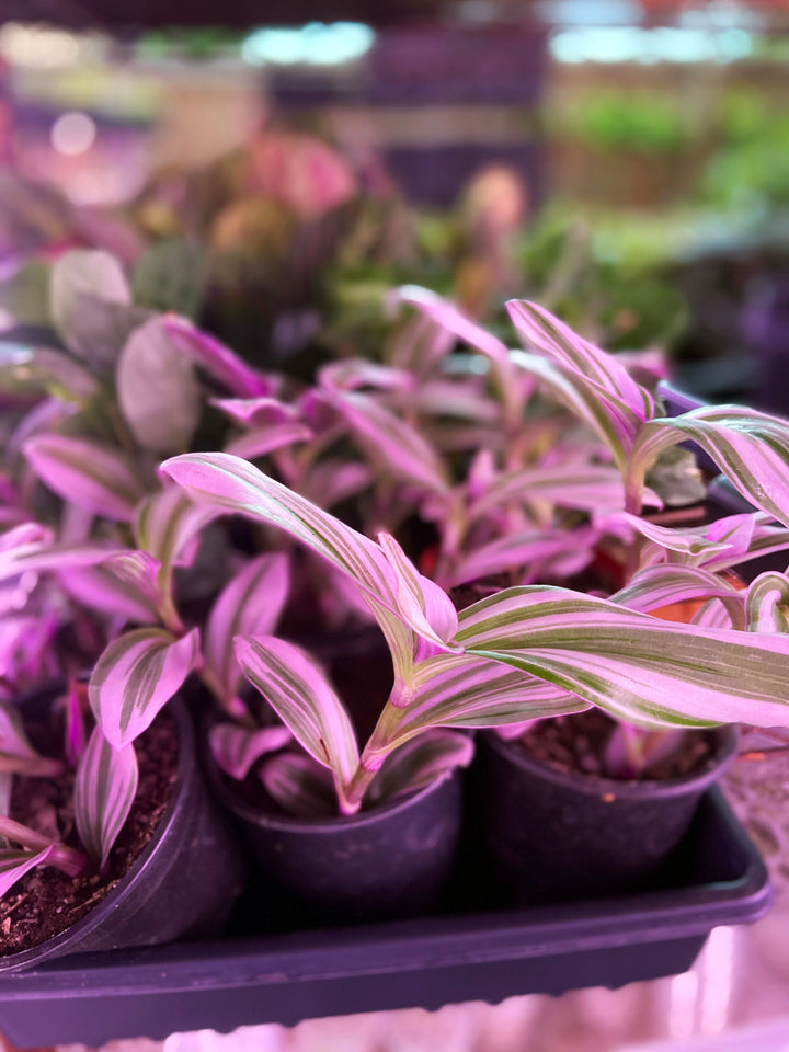 Tradescantia Nanouk Bubblegum