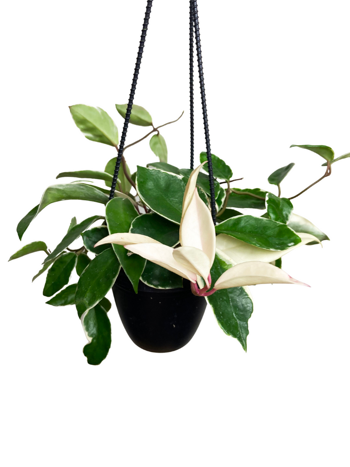 Hoya Carnosa Krimson Queen