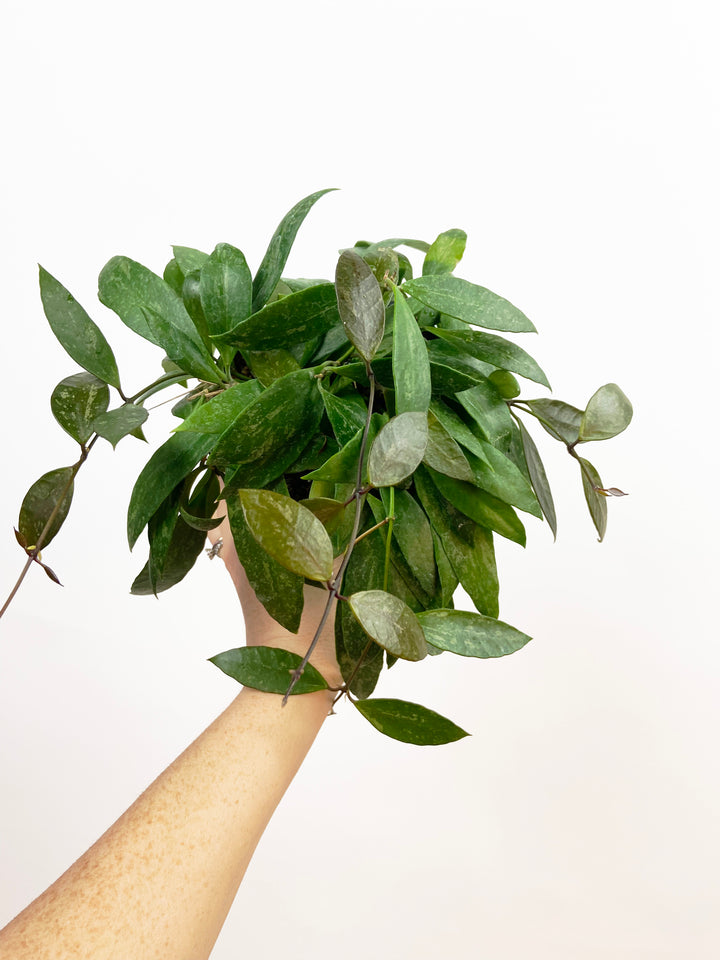 Hoya Gracilis