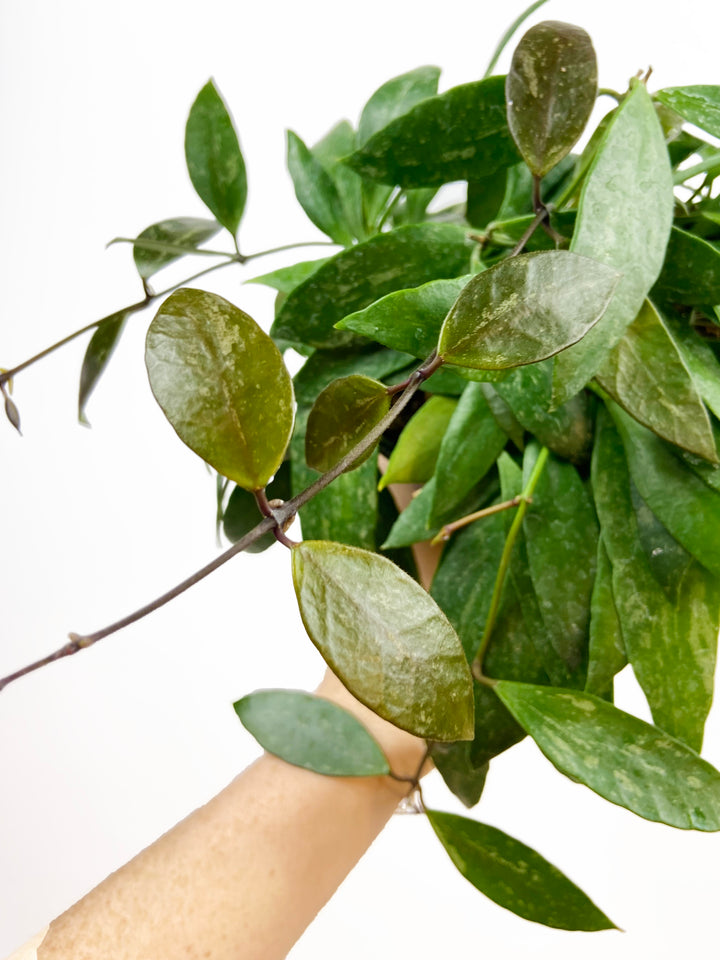 Hoya Gracilis