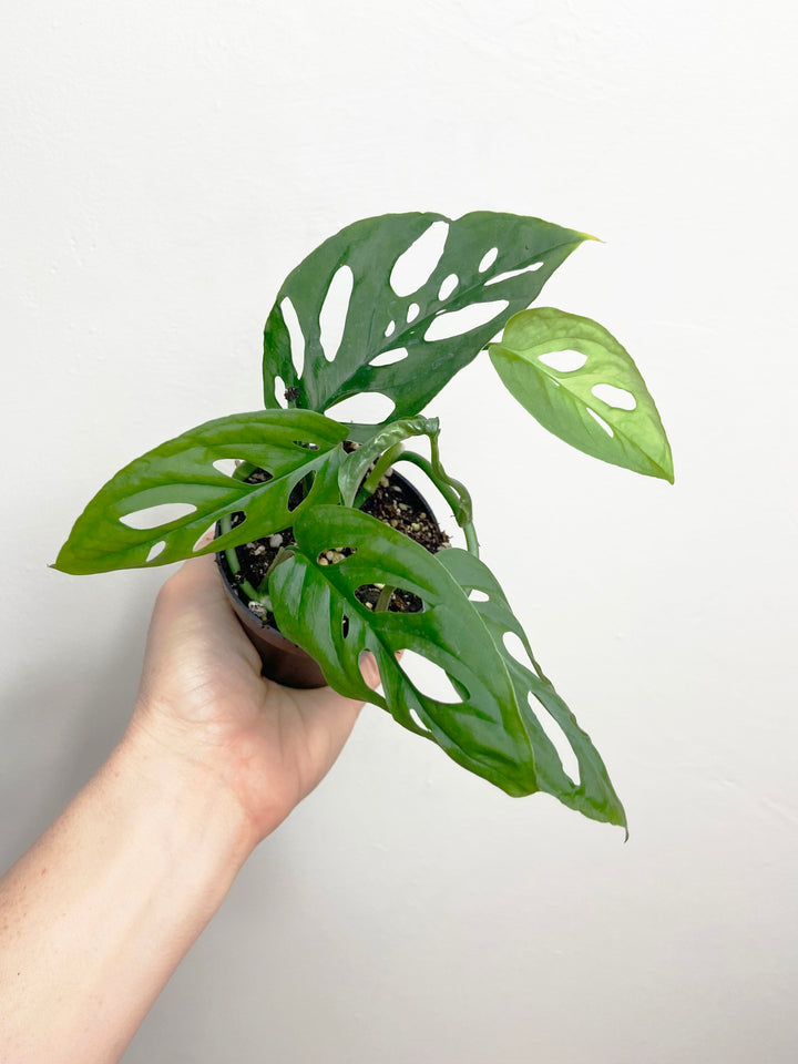 Monstera Adansonii "Swiss Cheese"