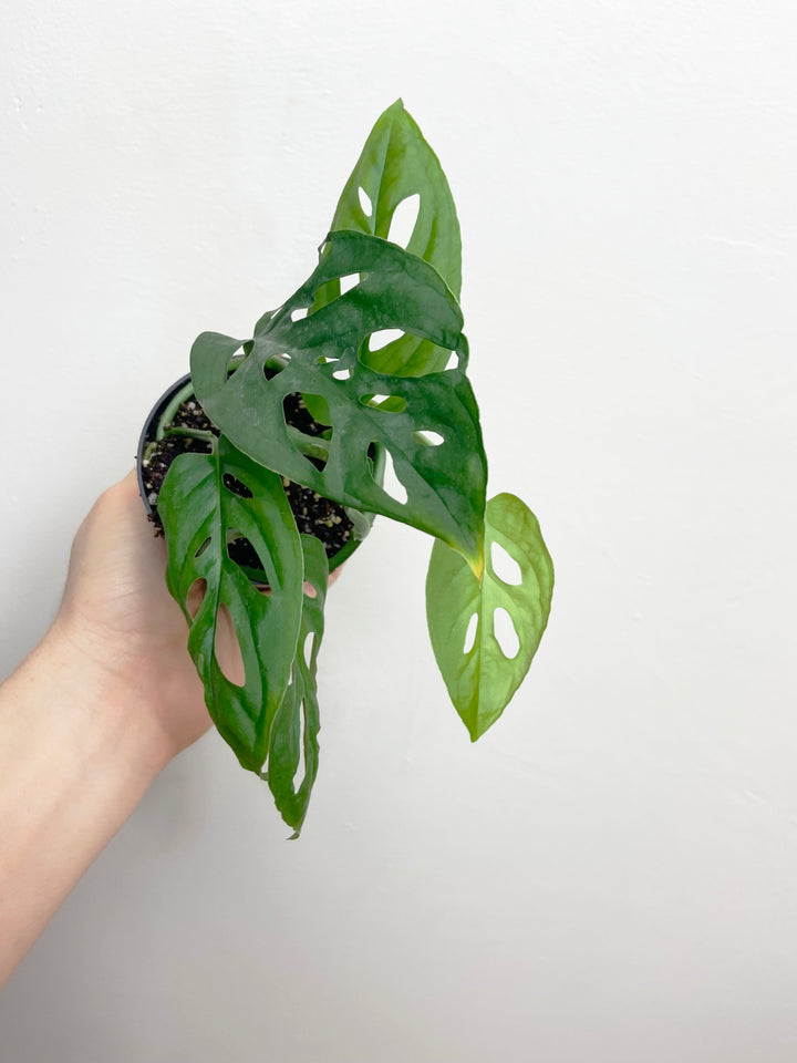 Monstera Adansonii "Swiss Cheese"