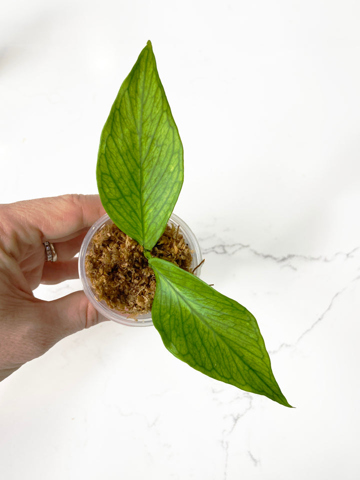 Hoya Polyneura