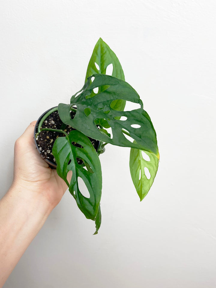 Monstera Adansonii "Swiss Cheese"