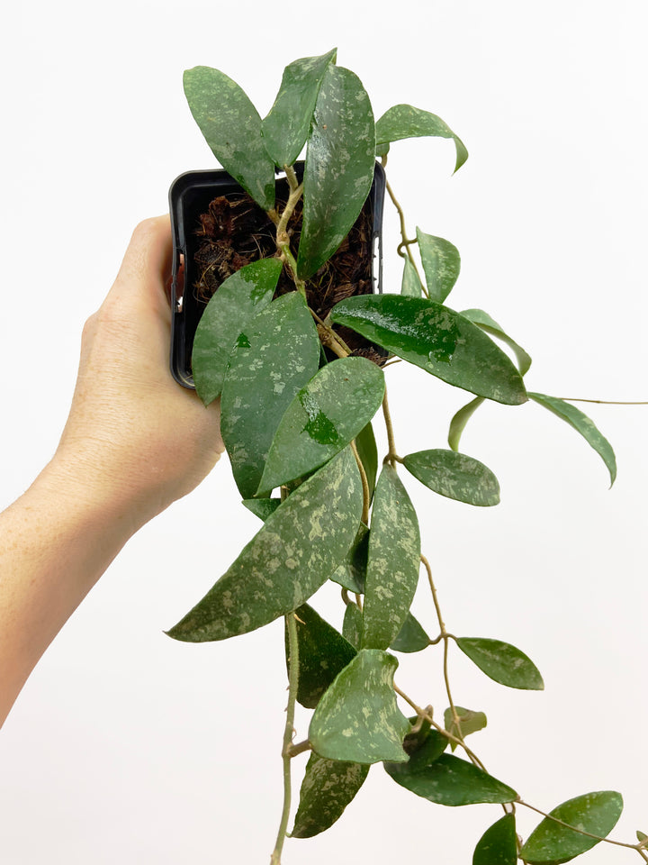 Hoya Phuwuaensis