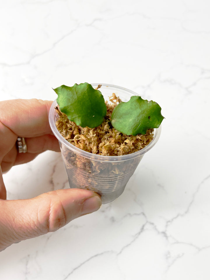 Hoya Endauensis