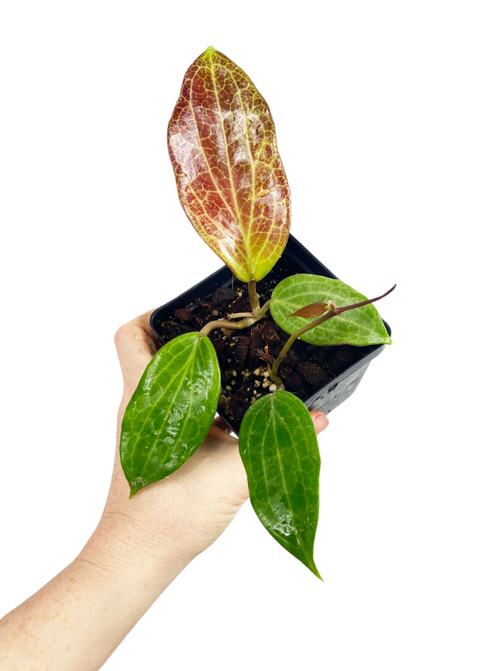 Hoya Quinquenervia