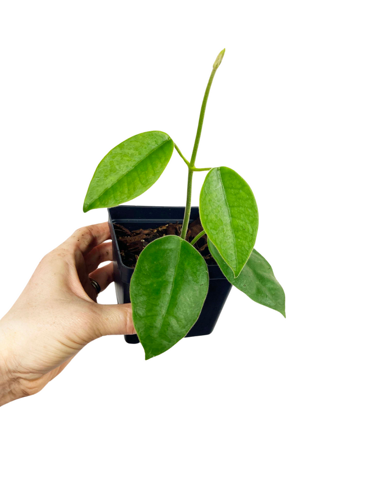 Hoya Lauterbachii