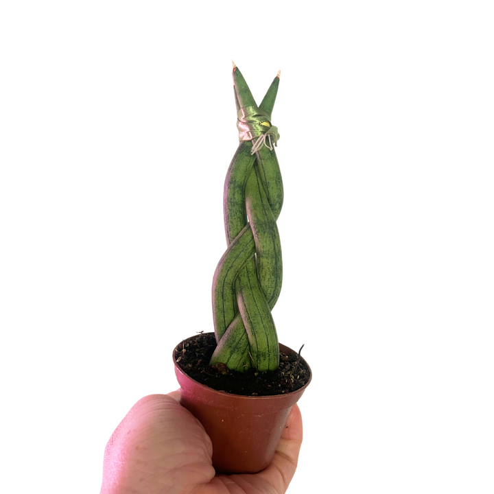 Braided Sansevieria Cylindrica, Dragon Fingers Sansevieria, Snake Plant, Air Purifying Plant, Housewarming gift