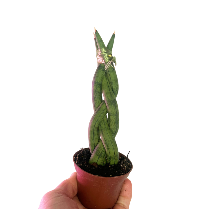 Braided Sansevieria Cylindrica, Dragon Fingers Sansevieria, Snake Plant, Air Purifying Plant, Housewarming gift
