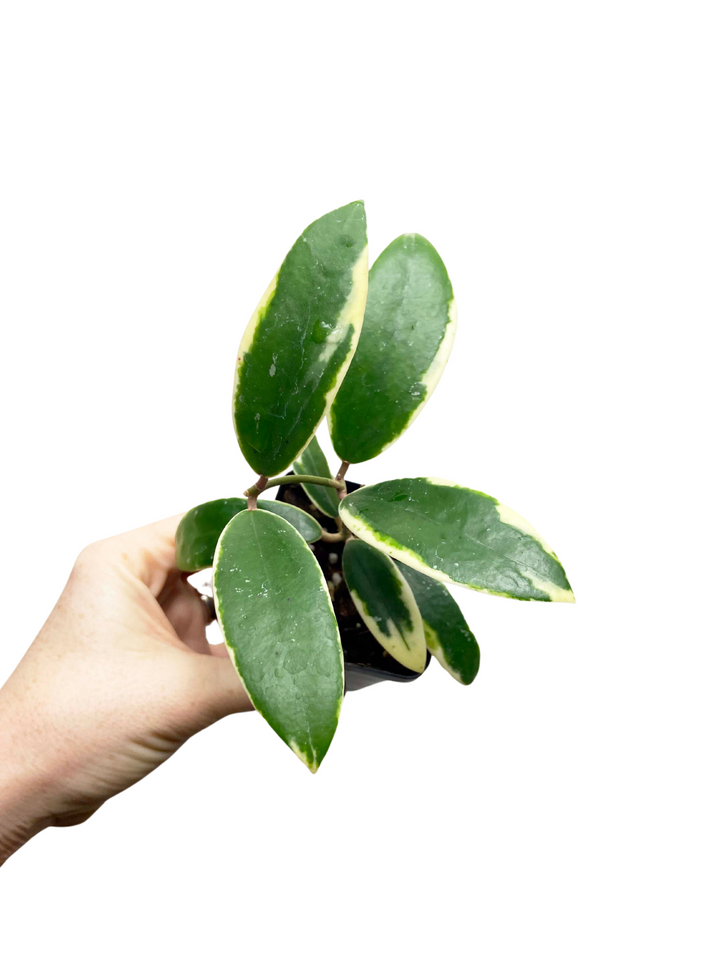 Hoya Acuta Albomarginata