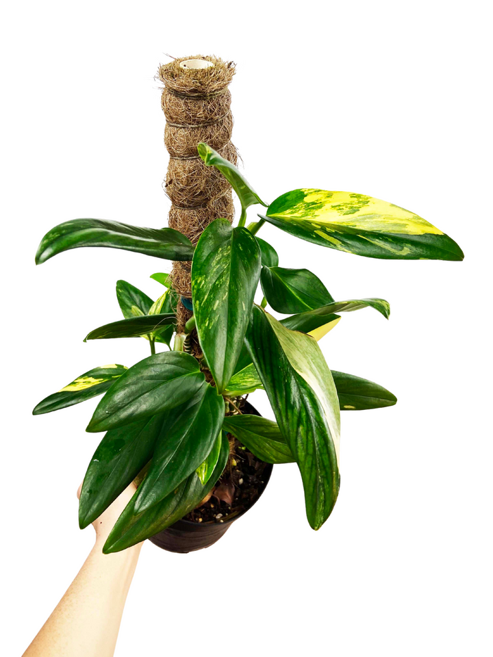 Monstera Standleyana Aurea
