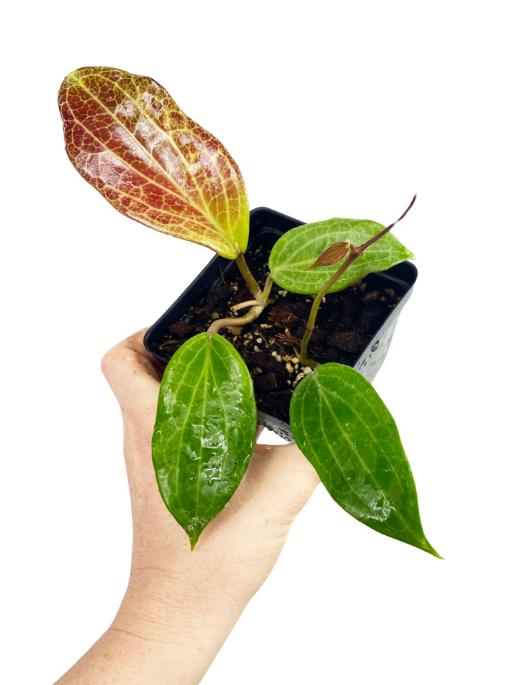 Hoya Quinquenervia