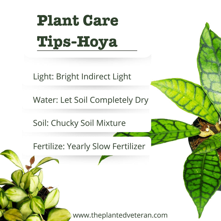 Hoya Carnosa Krimson Princess, Variegated Hoya Plant, Pet Safe, Live Houseplant, Wax Plant, Exotic Tropical Plant