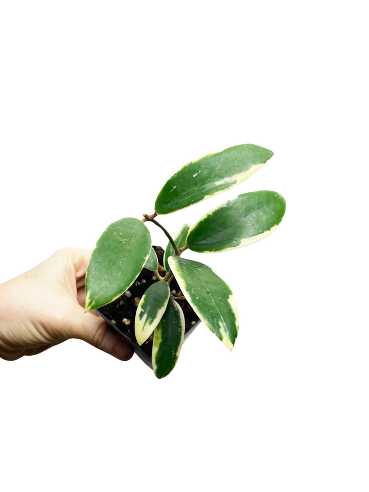Hoya Acuta Albomarginata