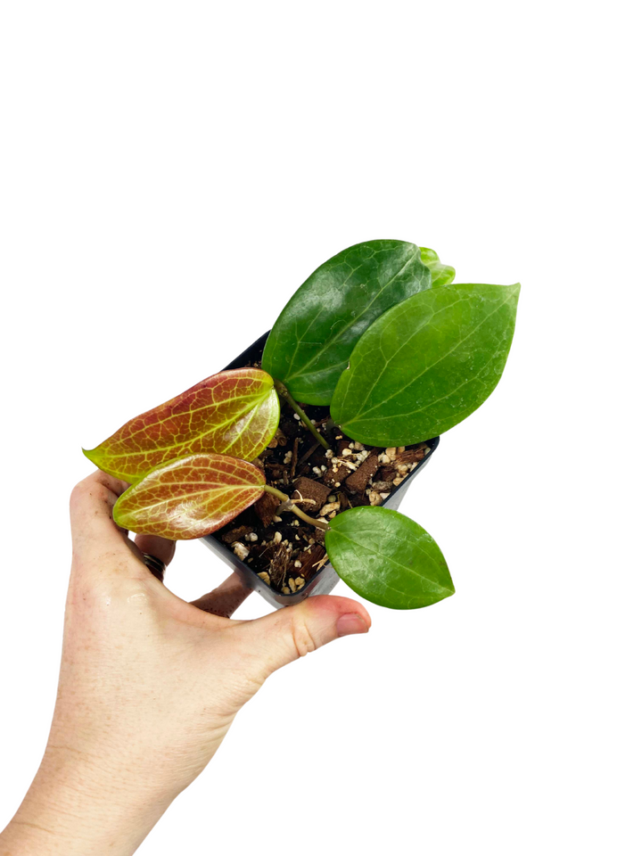 Hoya Quinquenervia