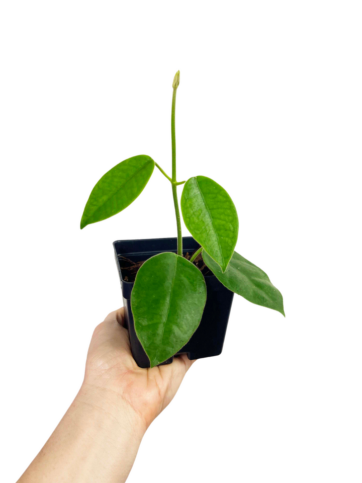 Hoya Lauterbachii