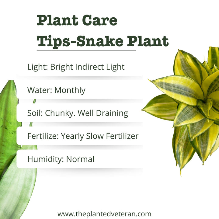 Braided Sansevieria Cylindrica, Dragon Fingers Sansevieria, Snake Plant, Air Purifying Plant, Housewarming gift