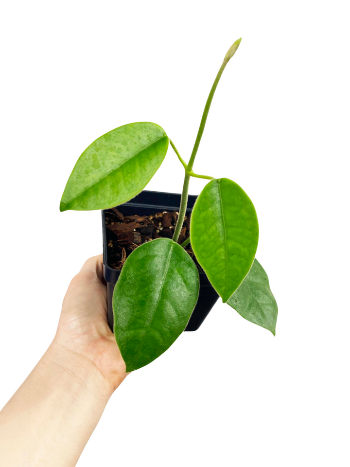 Hoya Lauterbachii