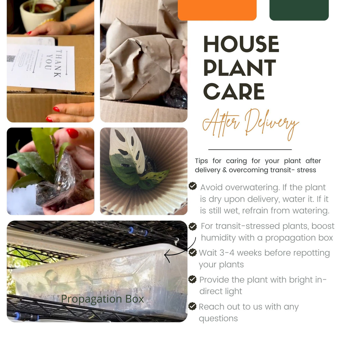 Philodendron Micans, Velvet Leaf Philodendron, Heart Shaped Leaves, Easy Care Plant, Rare Tropical Plant, Indoor Plants, Exotic Aroid
