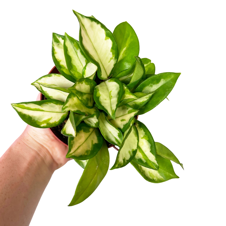 Hoya Carnosa Krimson Princess, Variegated Hoya Plant, Pet Safe, Live Houseplant, Wax Plant, Exotic Tropical Plant