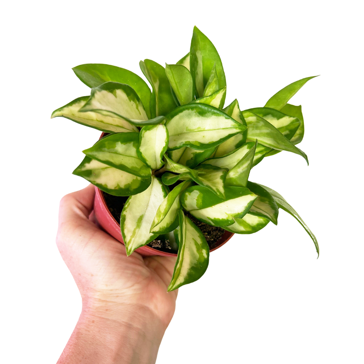 Hoya Carnosa Krimson Princess, Variegated Hoya Plant, Pet Safe, Live Houseplant, Wax Plant, Exotic Tropical Plant