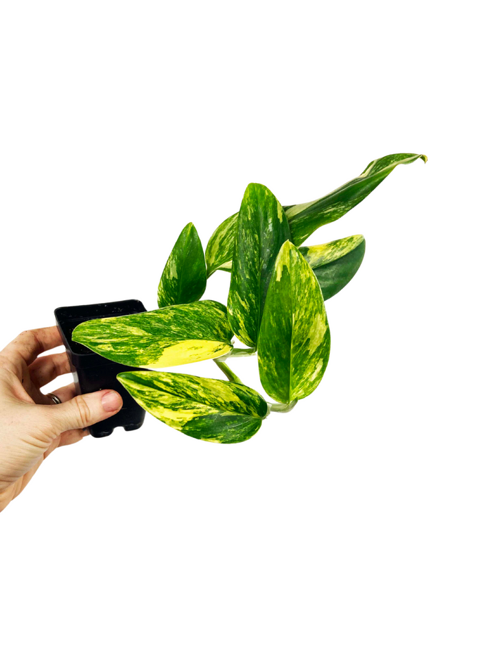 Monstera Standleyana Aurea