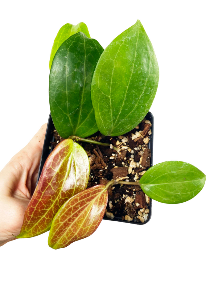 Hoya Quinquenervia