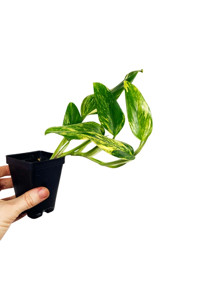 Monstera Standleyana Aurea