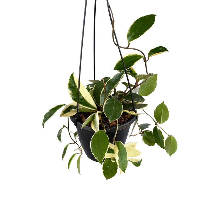 Hoya Carnosa Krimson Queen